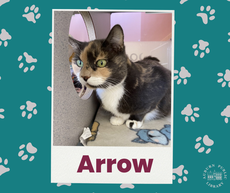 Arrow Cat Photo with blue background and grey cat paws