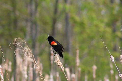 Red winged blackbird