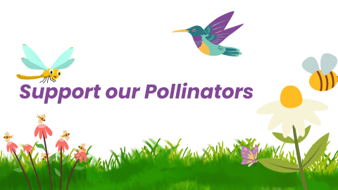 Support our Pollinators