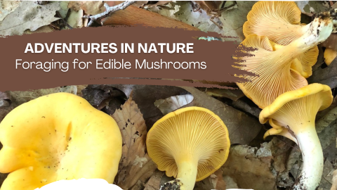 Edible yellow mushrooms