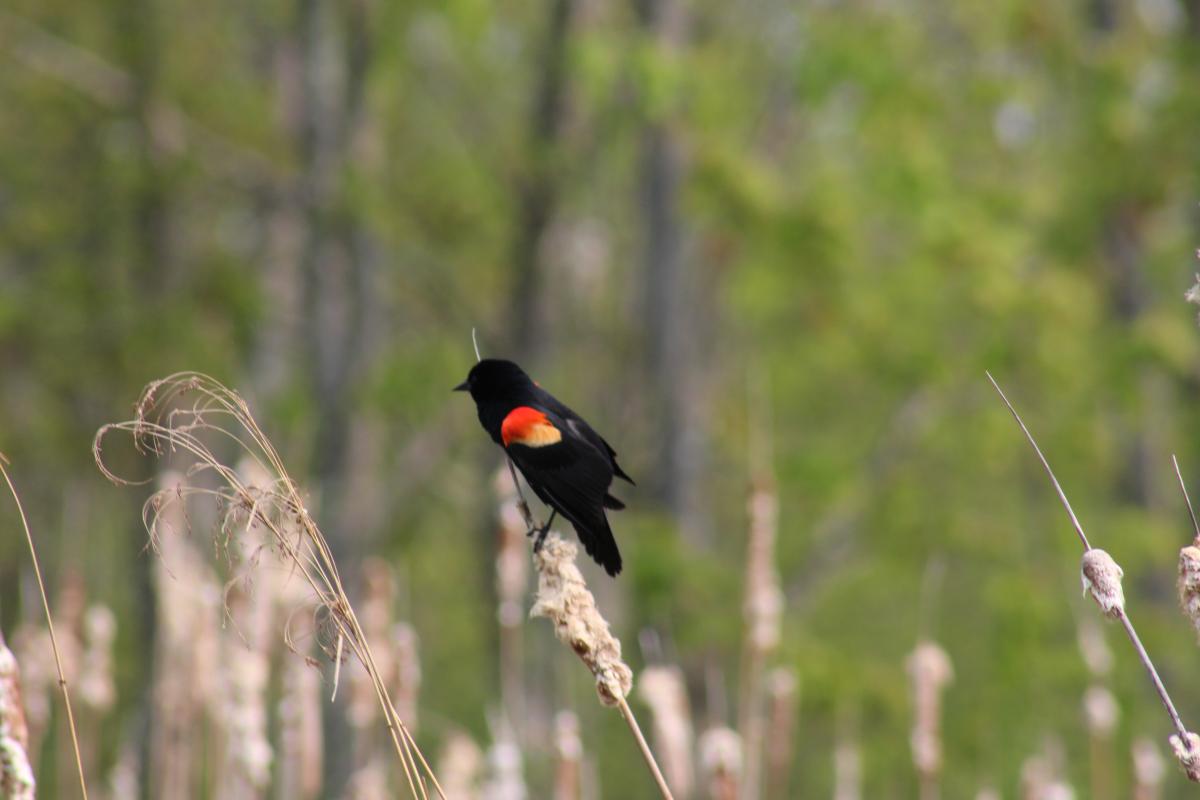 Red winged blackbird